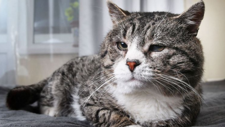 10 Important Things You MUST Know if You Own a Senior Cat