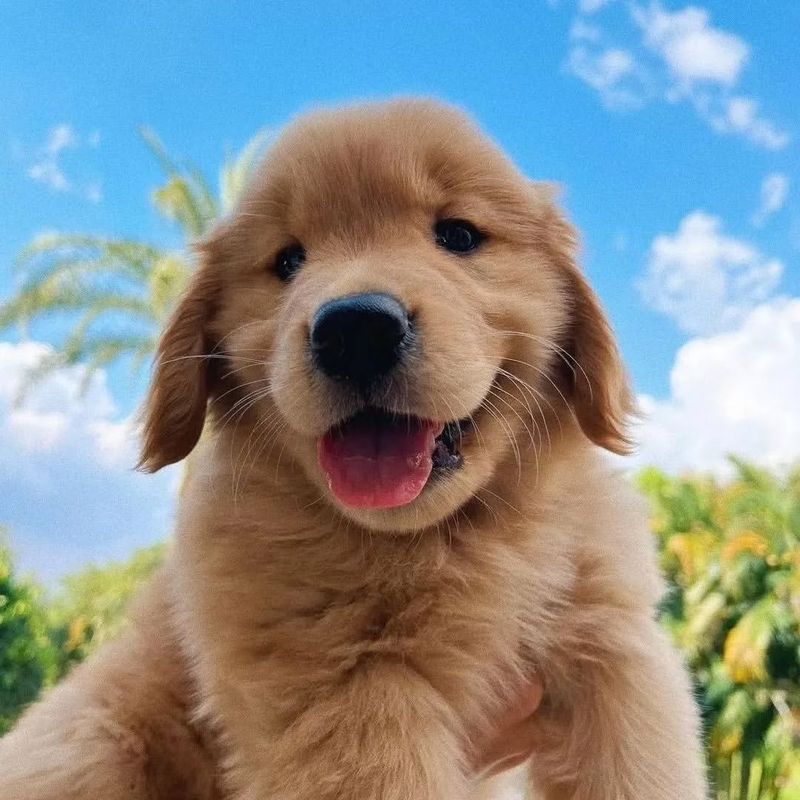 Thinking About Getting a Golden Retriever? Here Are 9 Things You Need to Know First