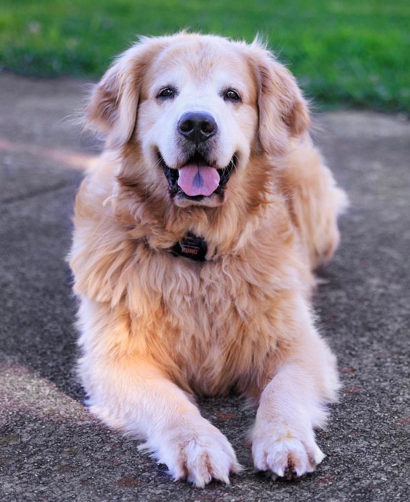 Thinking About Getting a Golden Retriever? Here Are 9 Things You Need to Know First