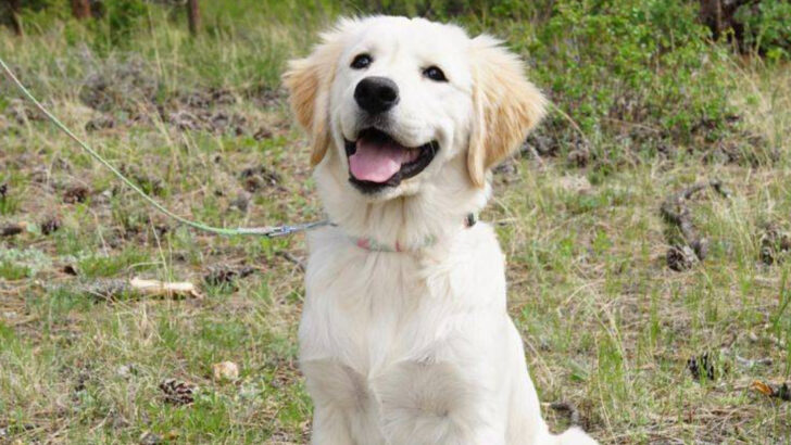 Thinking About Getting a Golden Retriever? Here Are 9 Things You Need to Know First