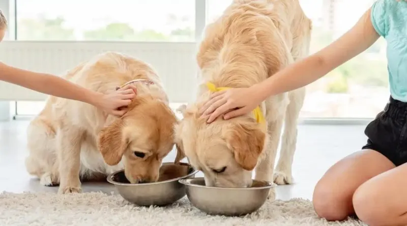 Thinking About Getting a Golden Retriever? Here Are 9 Things You Need to Know First