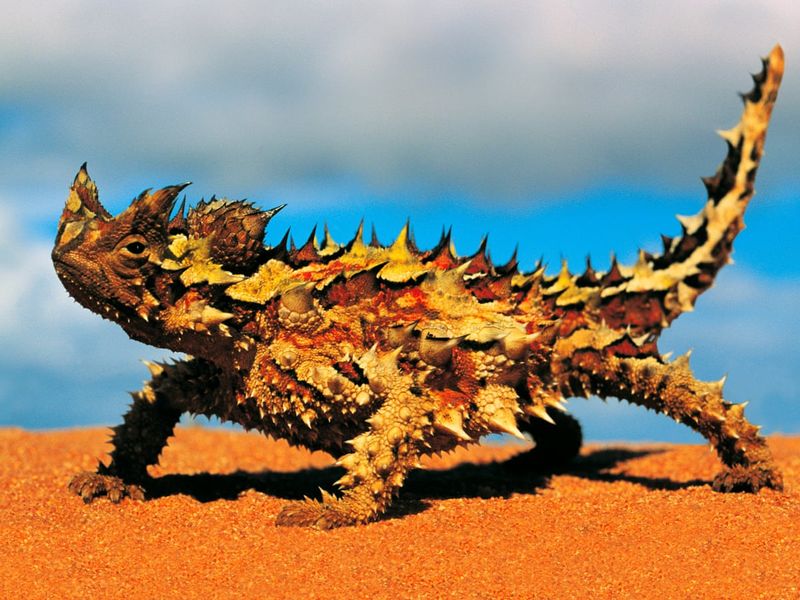 Thorny Devil