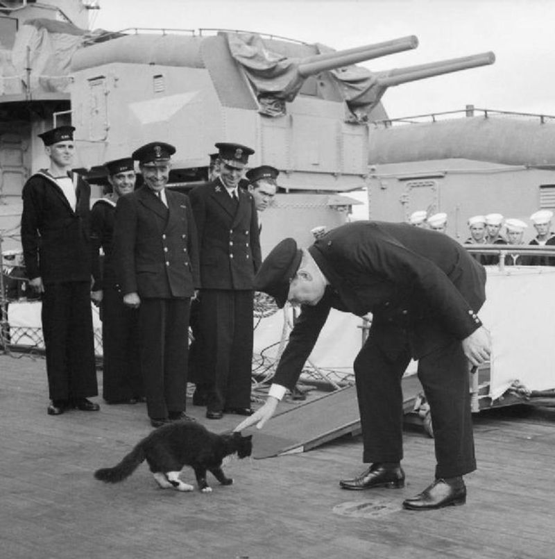 Tiddles, the Royal Navy Cat