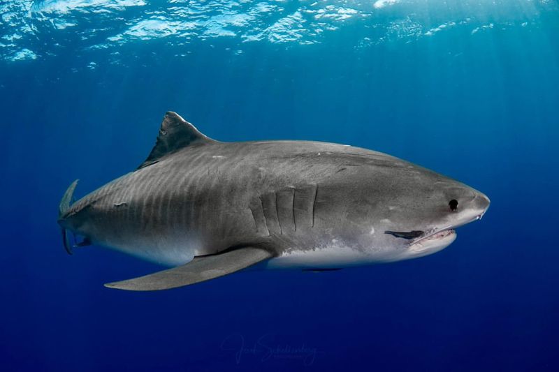 Tiger Shark