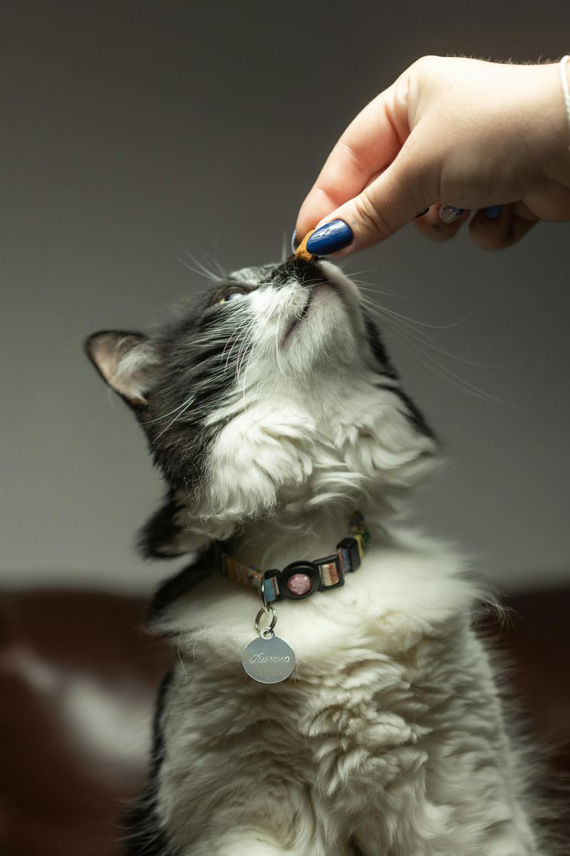 Tired of Your Cat Biting and Scratching You Here are 7 Proven Ways to Stop It