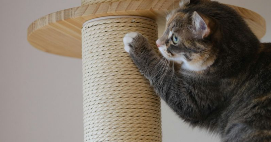 Cat Biting And Scratching Reference: Why Do Cats Bite Reasons Cats Bite You How To