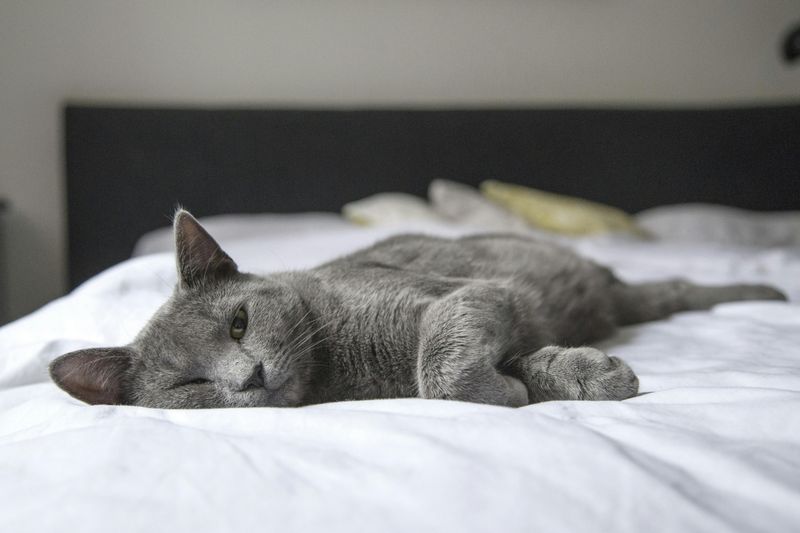 Tired of Your Cat Biting and Scratching You Here are 7 Proven Ways to Stop It