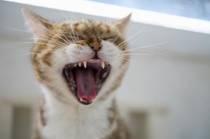 Tired of Your Cat Biting and Scratching You Here are 7 Proven Ways to Stop It