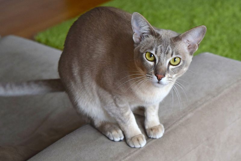 Tonkinese