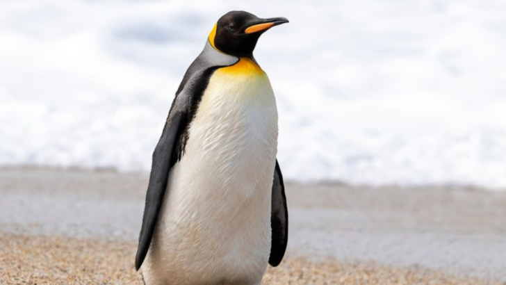 From Penguins to Ostriches: Discover the Top 10 Birds That Can’t Fly