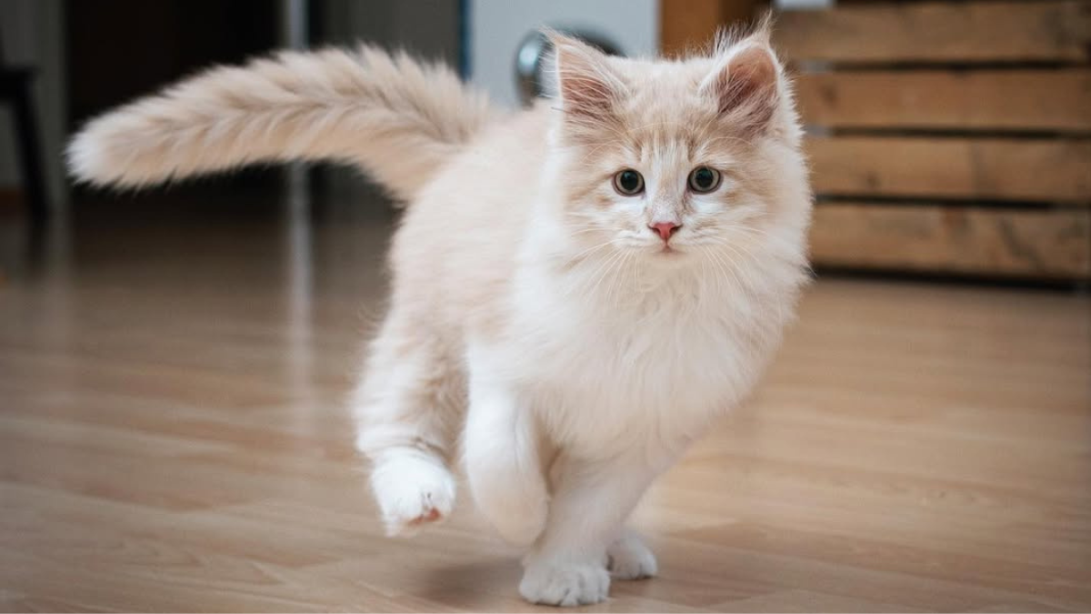 Top 11 Cats Perfect for Apartment Life