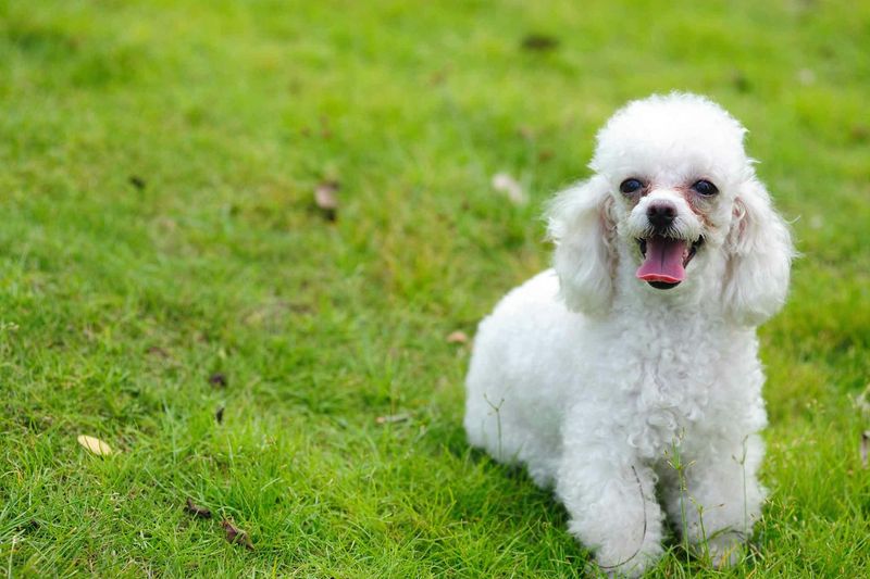 Toy Poodle