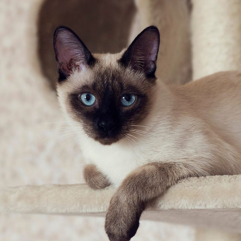 Traditional Siamese