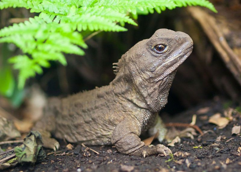 Tuatara