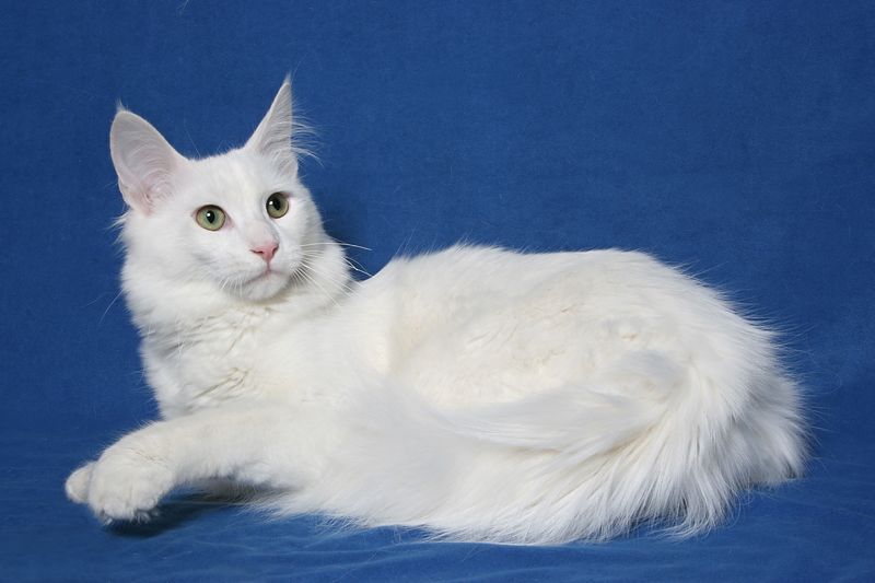 Turkish Angora