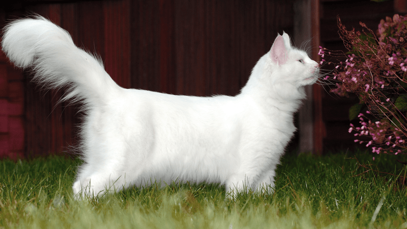 Turkish Angora