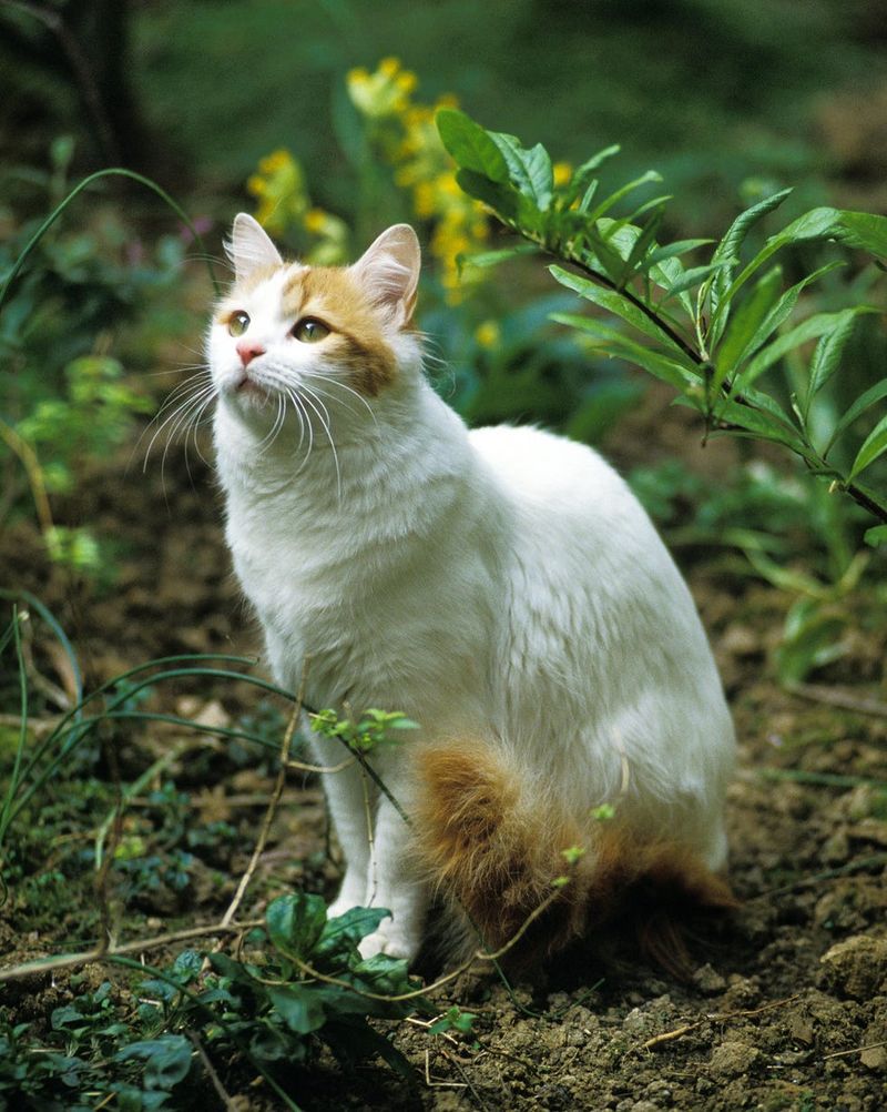 Turkish Van