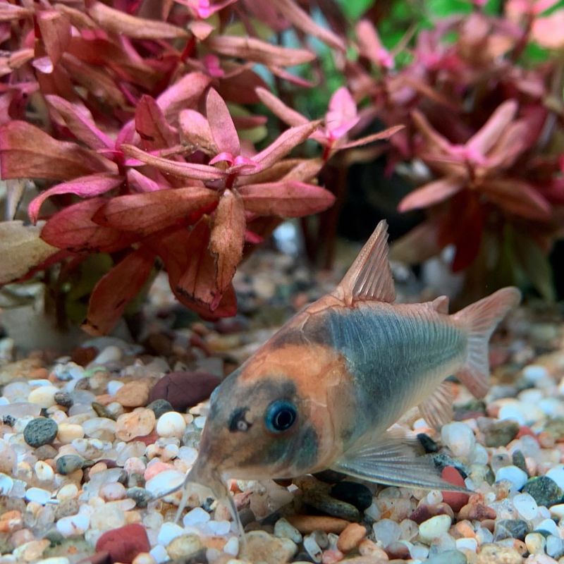 Turn Your Tank into an Aquatic Paradise with These 10 Most Beautiful Fish