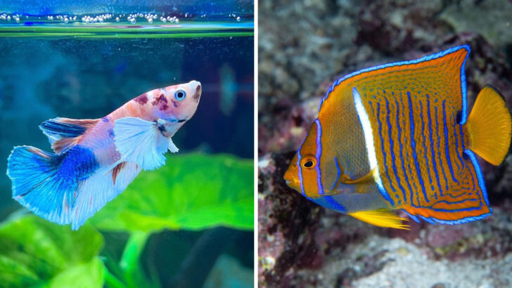 Turn Your Tank into an Aquatic Paradise with These 10 Most Beautiful Fish