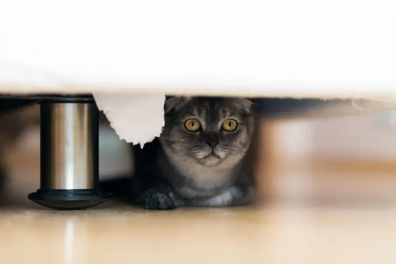 Under the Bed