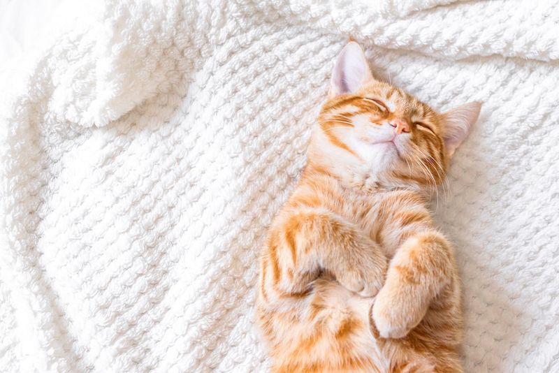 Understanding Cat Sleep Disorders