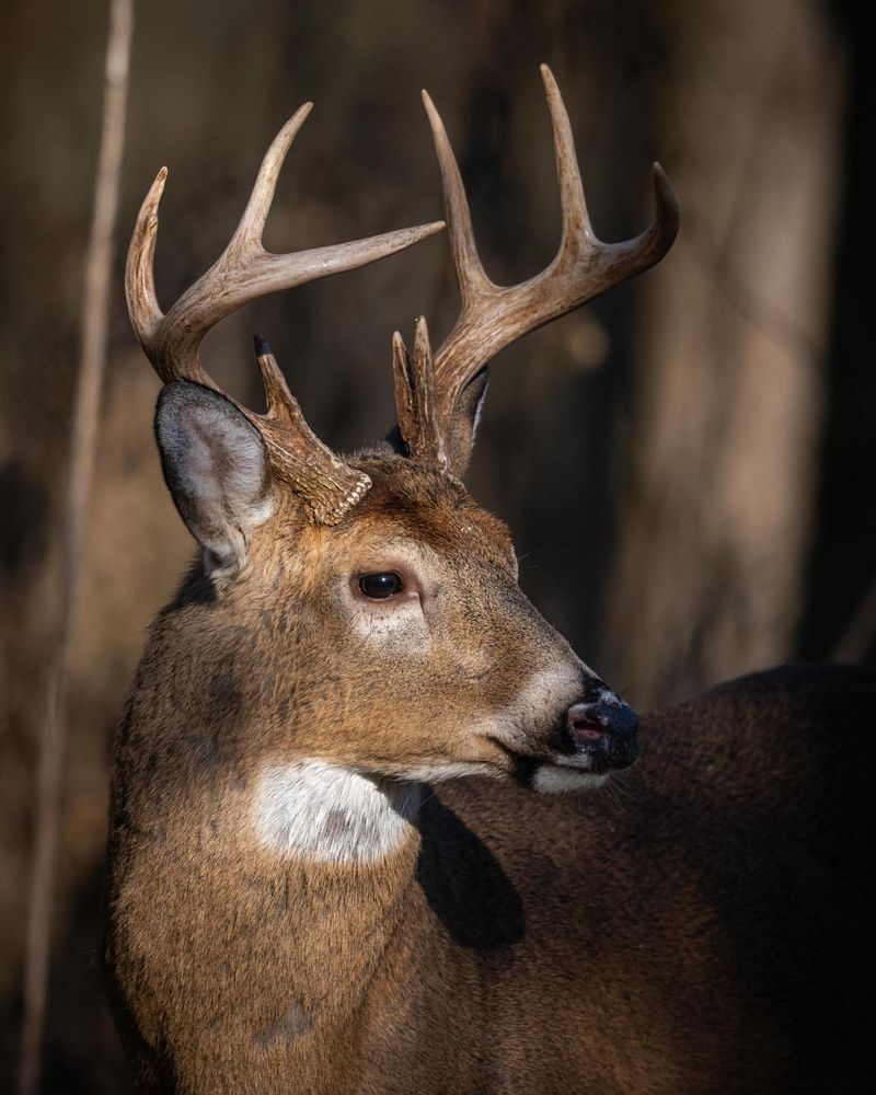 Unveiling the Wisdom of 10 Native American Spirit Animals