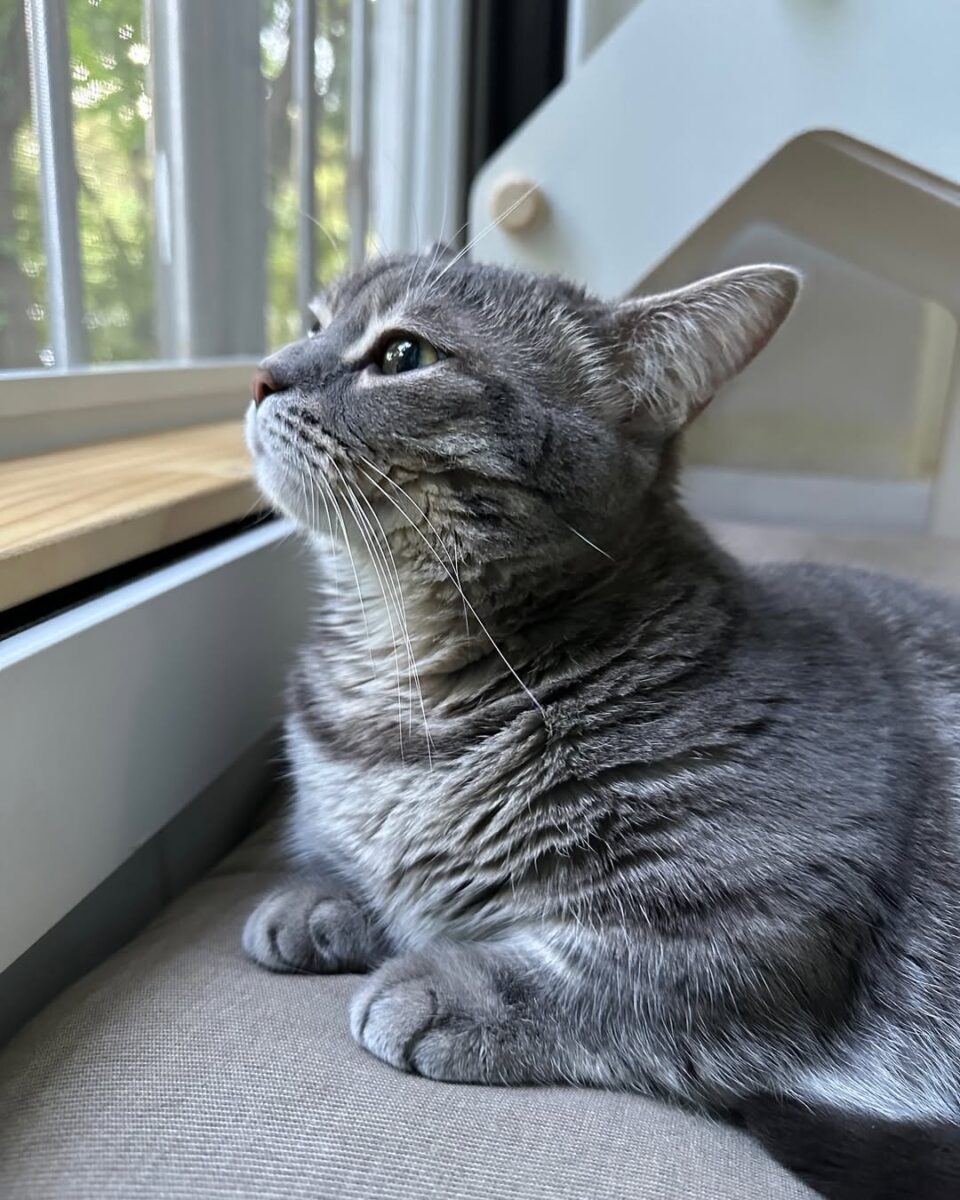 A closer look at Calming Cat Anxiety Without Medication