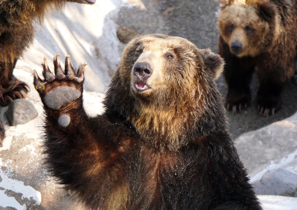 A Definitive Ranking of the 9 Most Dangerous Bears in the World