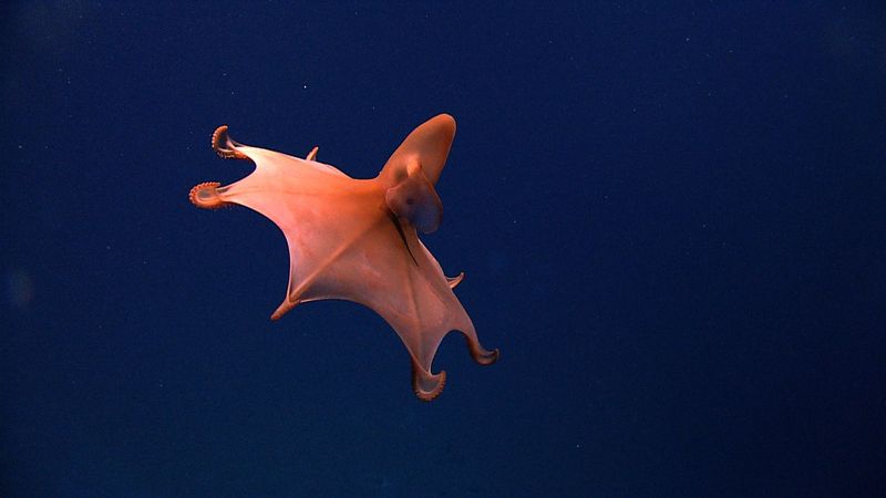 Vampire Squid