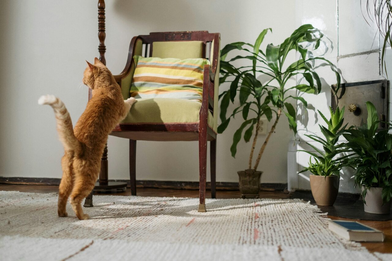 10 Incredible Ways Cats Mark Their Territory Using Instincts You Might Not Expect