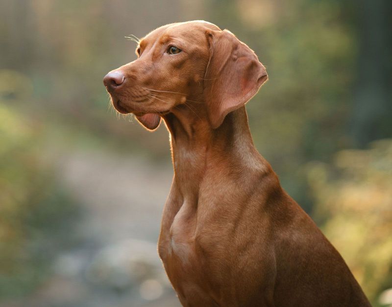 Vizsla