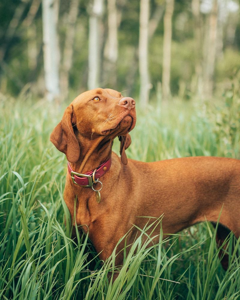 Vizsla