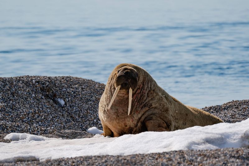 Walruses