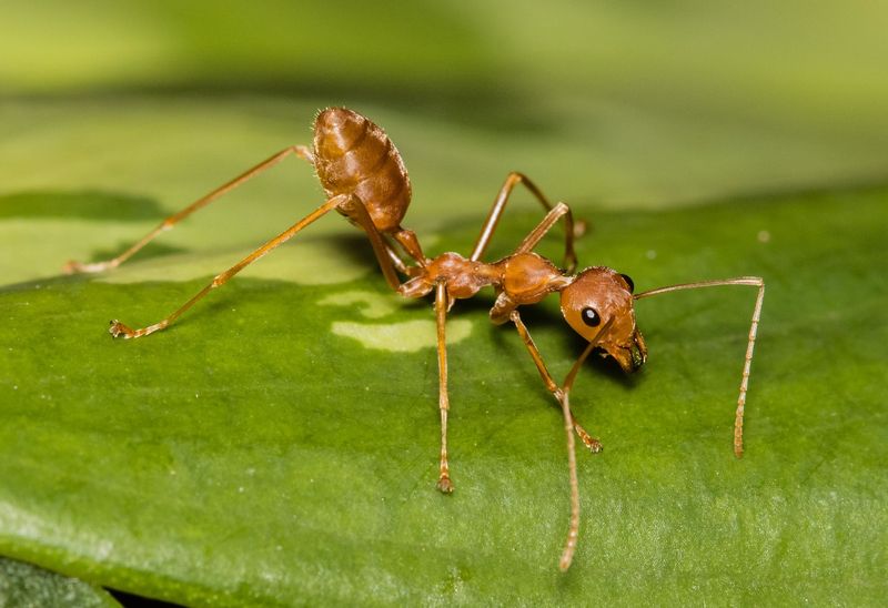 Weaver Ant