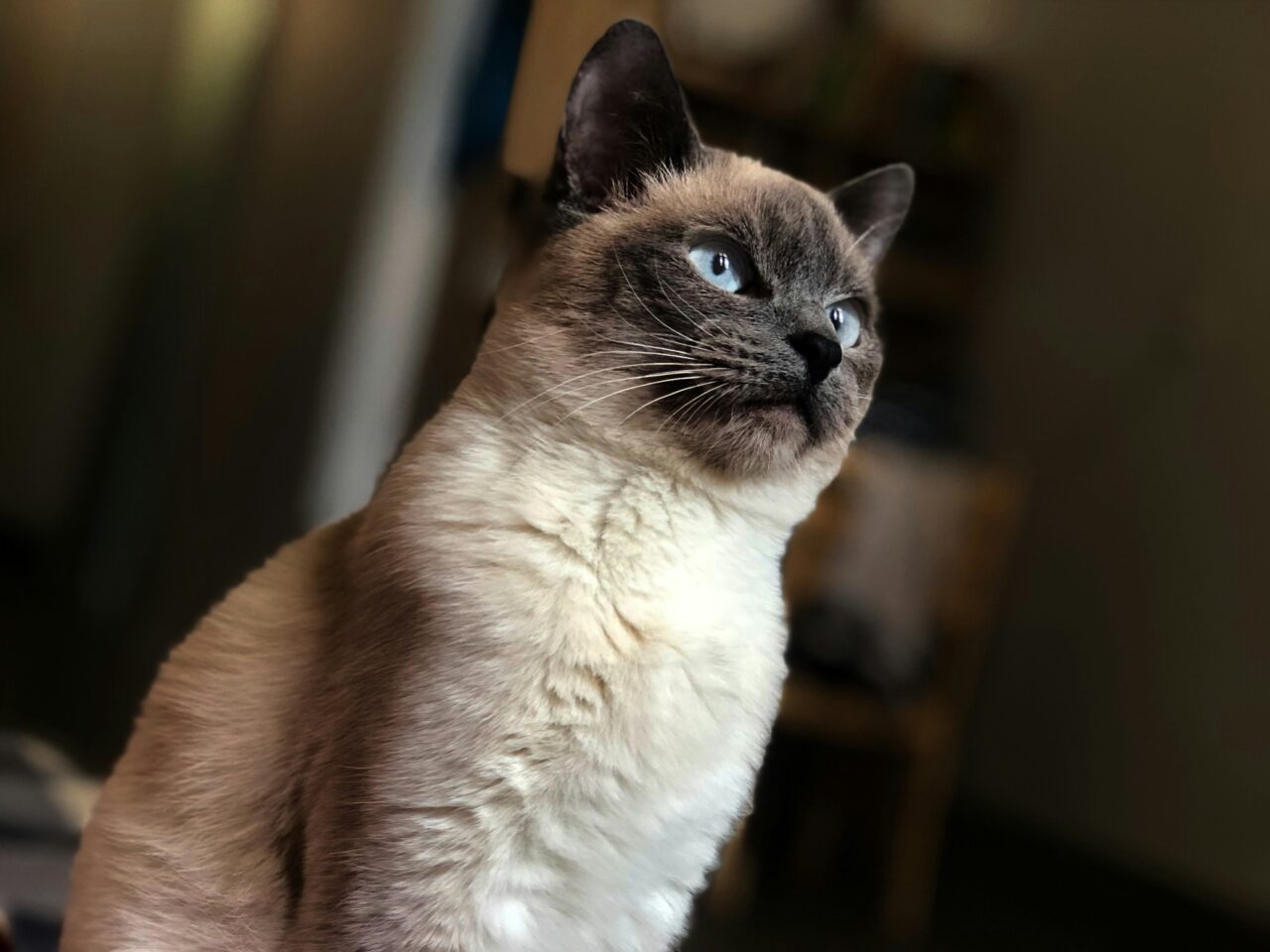 Weigh These 6 Pros and Cons Before Getting a Siamese Cat