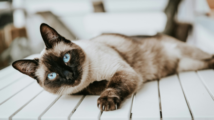 Weigh These 6 Pros and Cons Before Getting a Siamese Cat