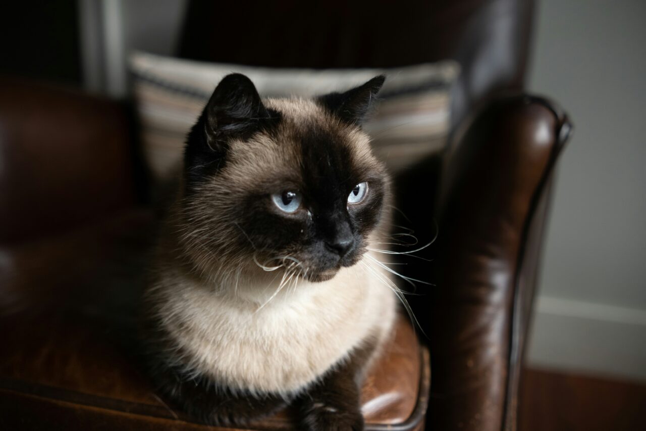 Weigh These 6 Pros and Cons Before Getting a Siamese Cat