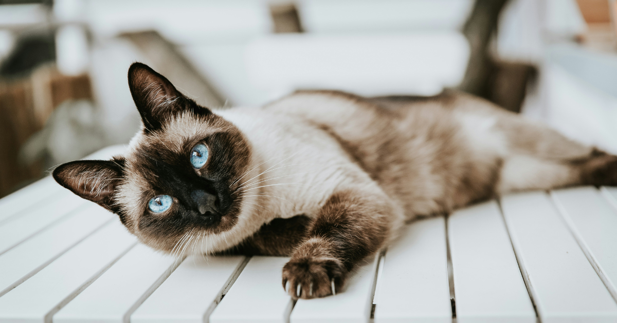 Weigh These 6 Pros and Cons Before Getting a Siamese Cat