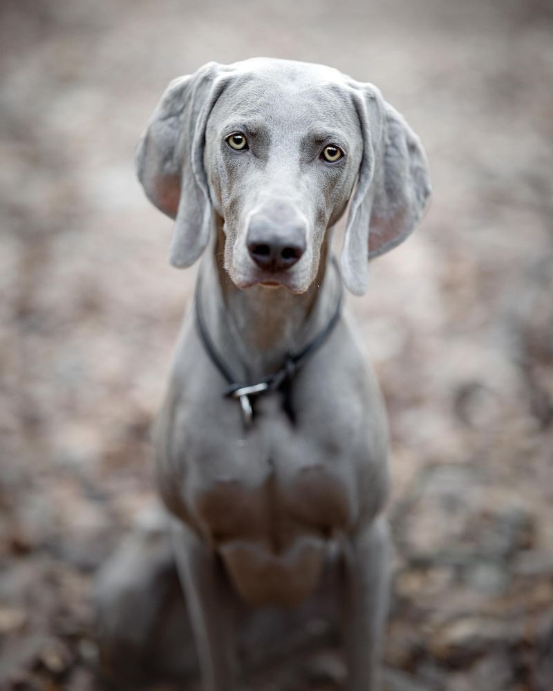 Weimaraner