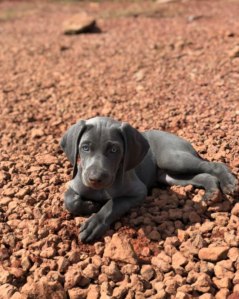 Weimaraner