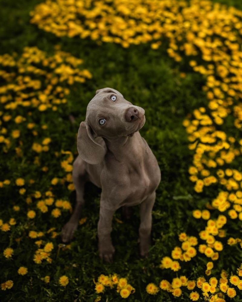 Weimaraner