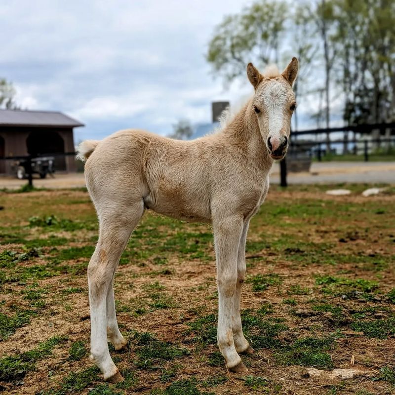 Welsh Pony