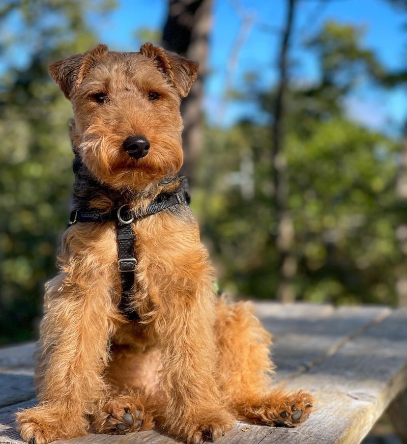 Welsh Terrier