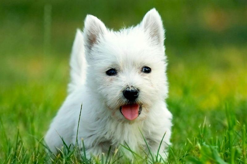 West Highland White Terrier