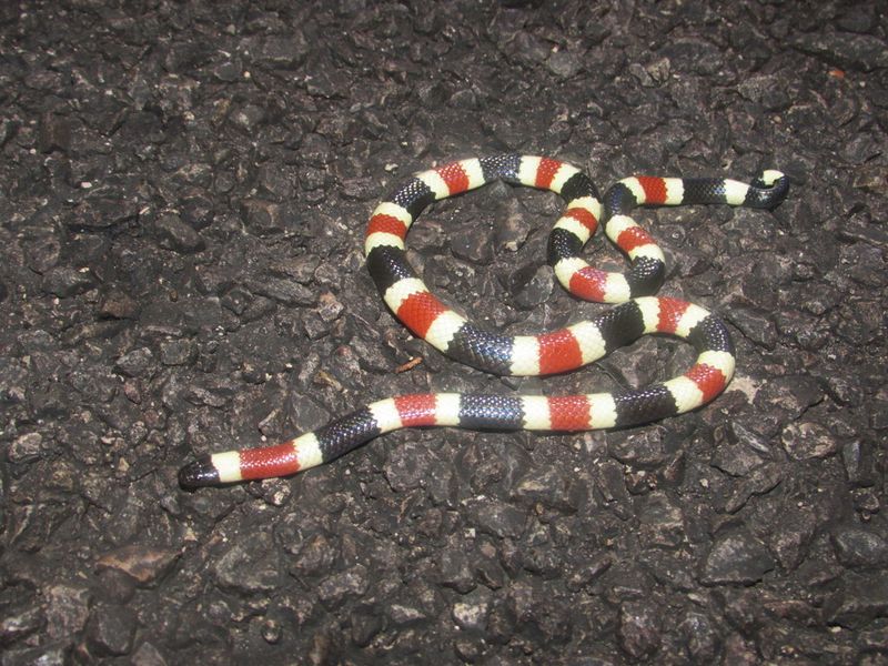 Western Coral Snake