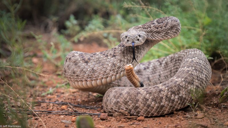 Western Diamondback Rattlesnake