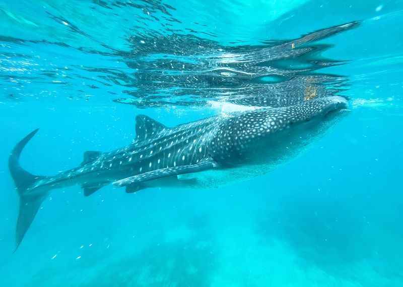 Whale Shark