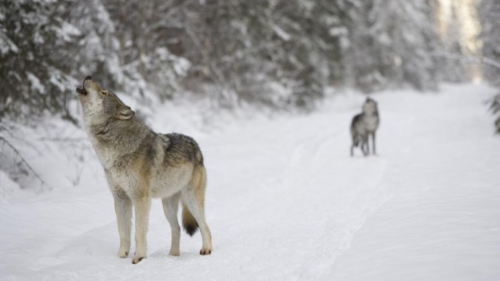 Where to See the 9 Biggest Wolves in the World