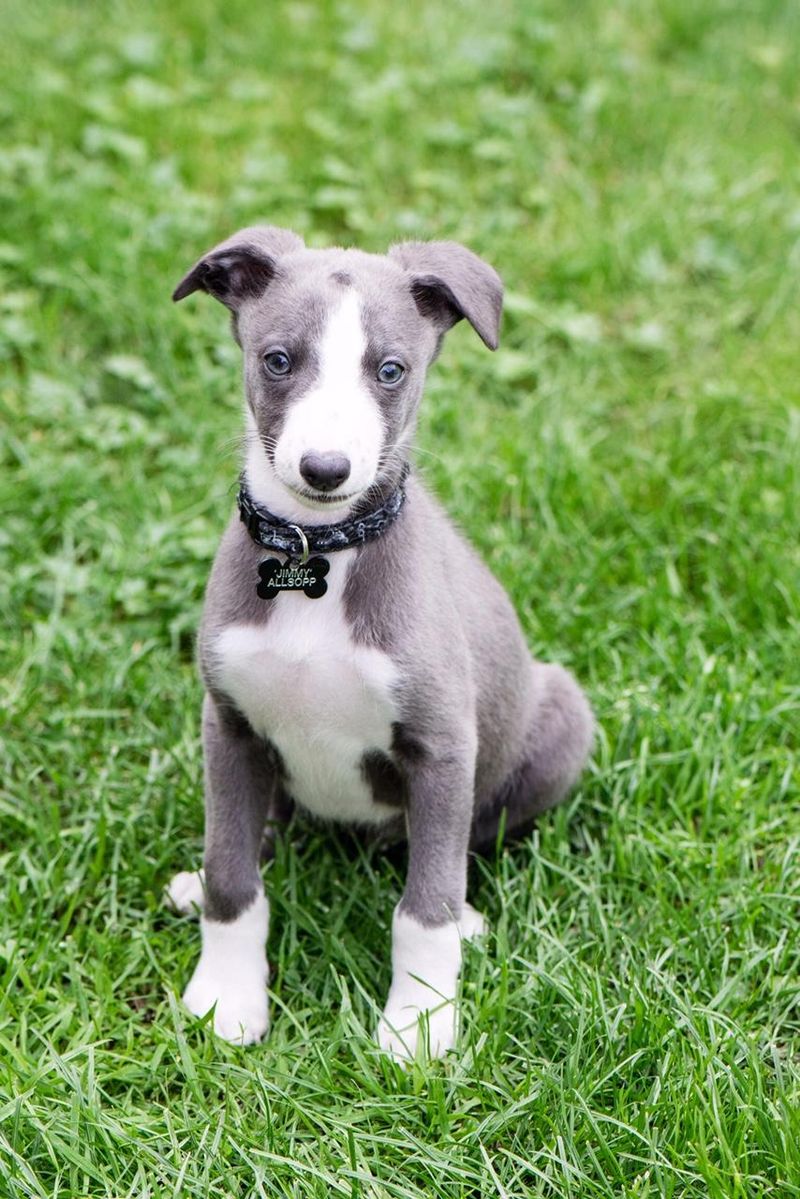 Whippet