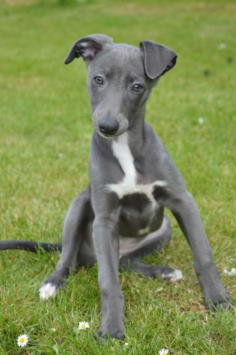 Whippet